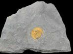 Orange Declivolithus Trilobite - Mecissi, Morocco #45066-1